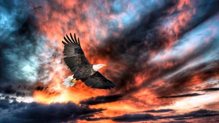 HD desktop wallpaper featuring a bald eagle soaring against a dramatic, vibrant sunset sky with a mix of fiery reds, oranges, and deep blues.