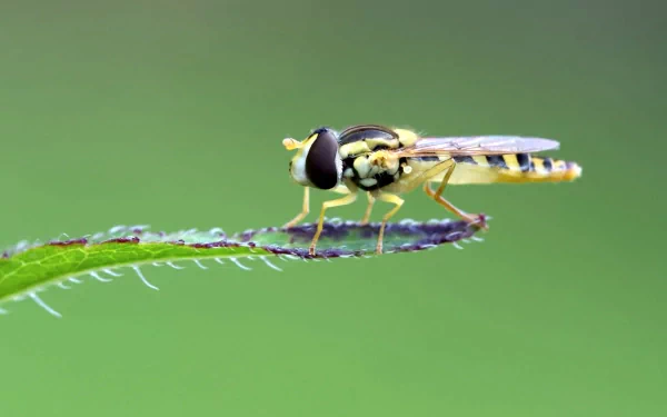 Animal hoverfly HD Desktop Wallpaper | Background Image
