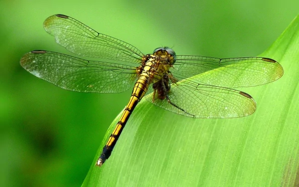 A vibrant dragonfly perched on a green leaf, showcasing intricate wing patterns. This HD desktop wallpaper captures the beauty of nature in stunning detail.