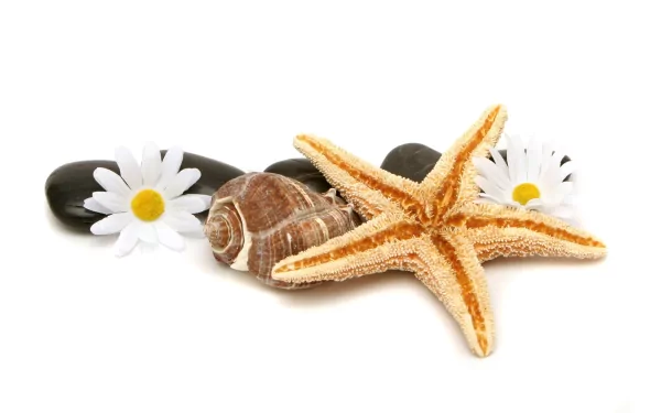 HD desktop wallpaper featuring a man-made spa arrangement with a starfish, seashells, black stones, and white daisies on a clean white background.