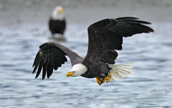 HD desktop wallpaper featuring a majestic bald eagle in flight over water, with another eagle blurred in the background.