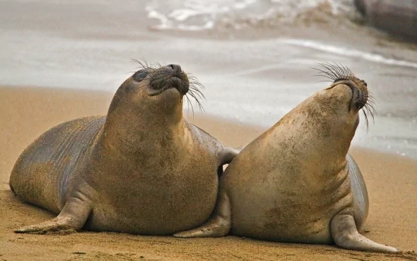 4K Ultra HD PC desktop wallpaper of two seals resting on a sandy shore, nuzzling with closed eyes and whiskers, gentle waves blurred in the background.