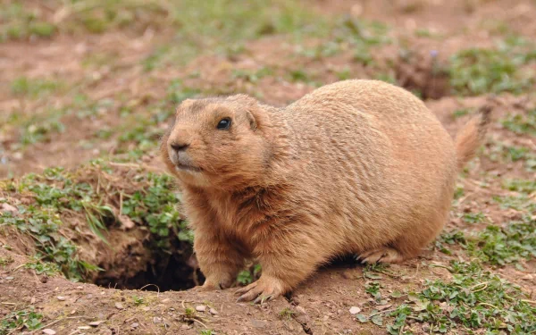 Animal marmot HD Desktop Wallpaper | Background Image