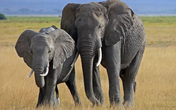 Animal African bush elephant HD Desktop Wallpaper | Background Image