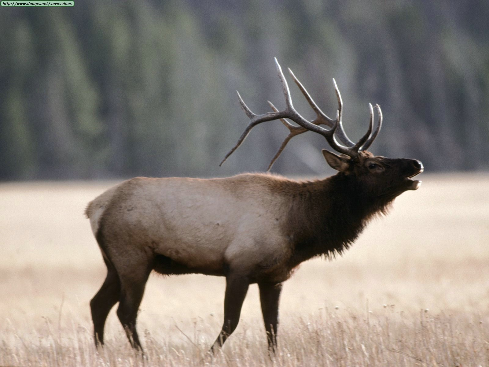 Elk Wallpaper and Background Image