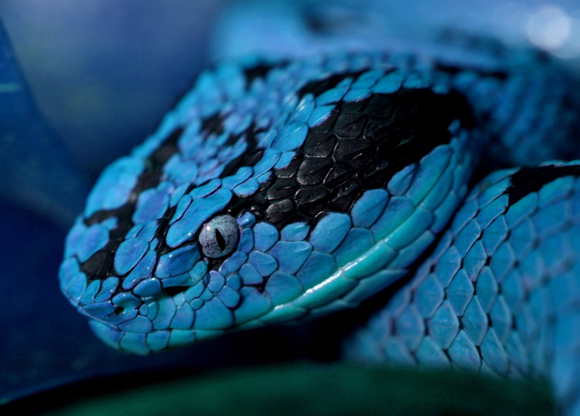 Close-up of a vibrant blue and black snake, showcasing its intricate scales, suitable as an HD desktop wallpaper and background.