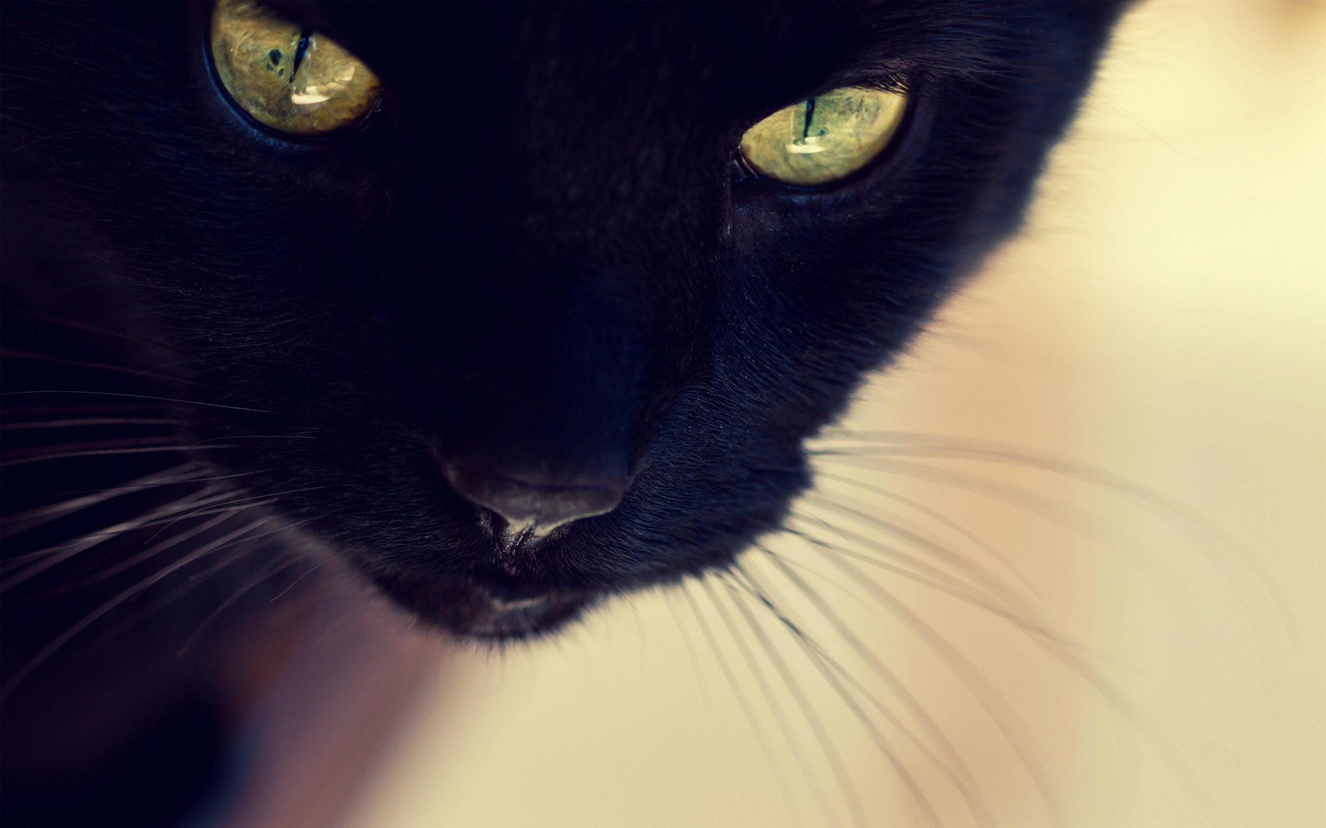 A close-up of a black cat with striking yellow-green eyes, set against a soft background, creating a captivating HD wallpaper for your desktop.