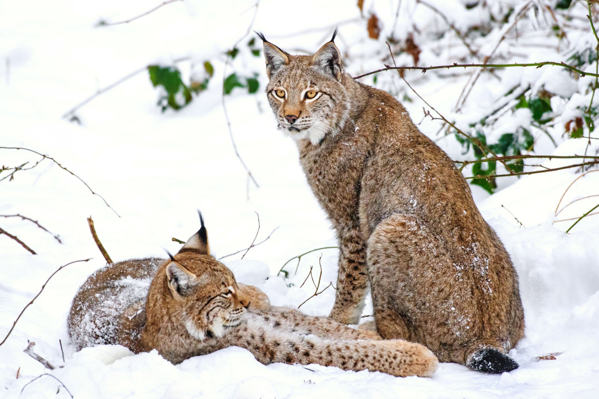 A stunning HD wallpaper featuring two lynxes resting in a snowy landscape, showcasing their beautiful fur and expressive eyes amidst a serene winter setting.