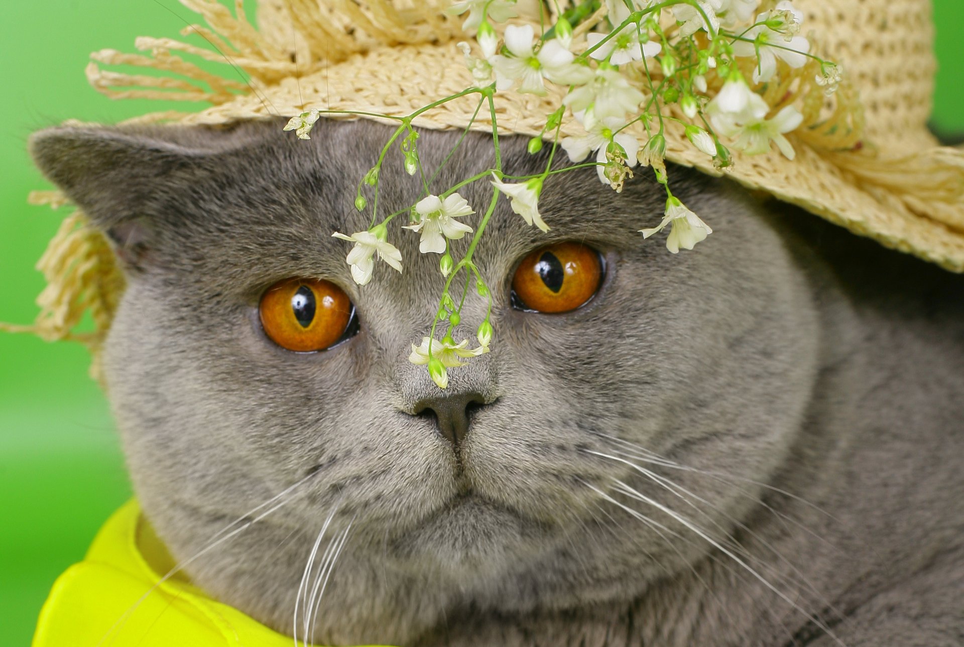Close-up of a gray cat with striking orange eyes, wearing a straw hat adorned with small white flowers, captured in sharp 4K Ultra HD quality.