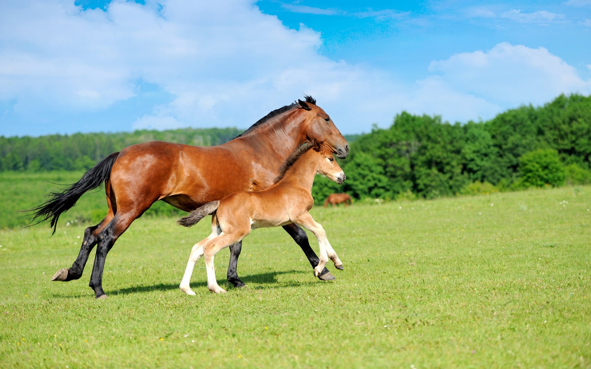 HD desktop wallpaper featuring a brown horse and its foal trotting across a green field under a clear blue sky.