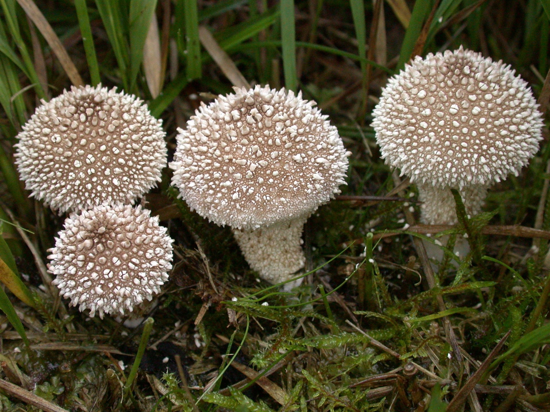 HD PC desktop wallpaper featuring a close-up of four spiky, white mushrooms growing amidst green grass and foliage in a natural setting.