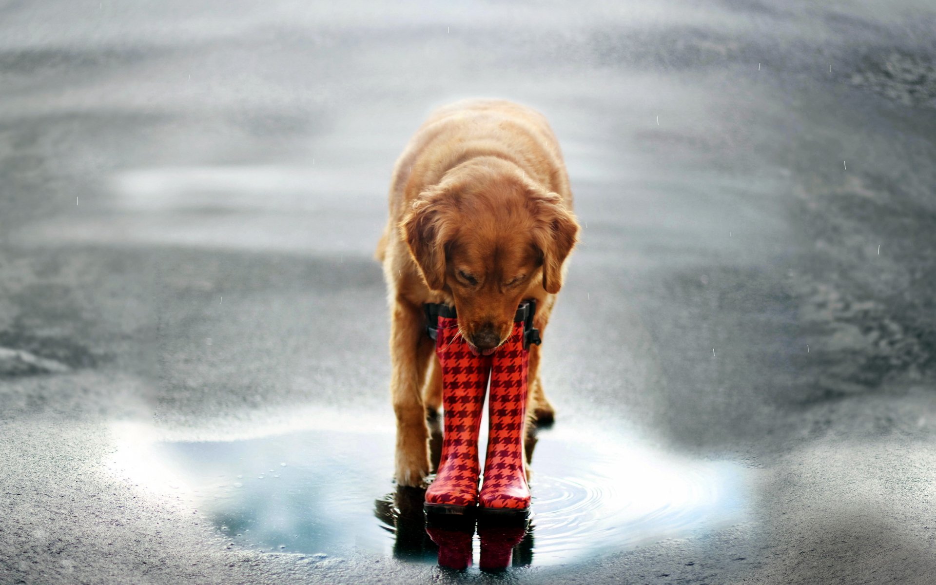 Download Animal Dog HD Wallpaper | 2560x1600 | Wallpaper Abyss
