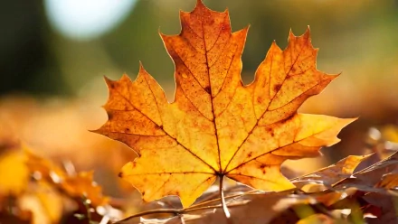 A vibrant orange maple leaf rests on a bed of fallen leaves, capturing the beauty of nature in a high-definition desktop wallpaper.