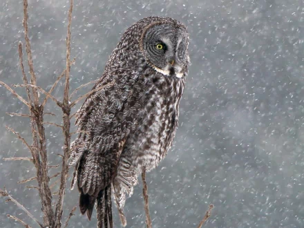 HD desktop wallpaper featuring a great grey owl perched on a branch amidst falling snowflakes, showcasing detailed feathers and piercing yellow eyes.