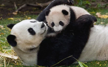  Panda playing with Her Baby