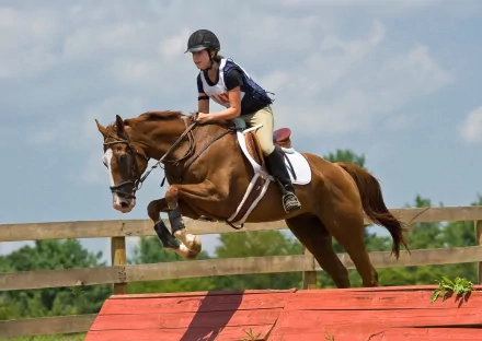 Show Jumping Sports HD Desktop Wallpaper | Background Image