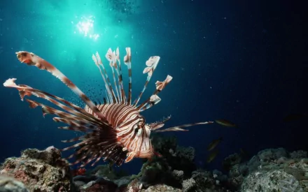 Animal lionfish HD Desktop Wallpaper | Background Image