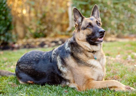 A close-up of a German Shepherd dog lounging on green grass, showcasing its striking features and alert expression. This high-definition image makes an engaging desktop wallpaper.