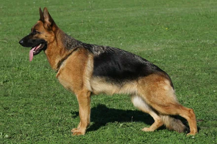 HD PC desktop wallpaper featuring a German Shepherd standing on green grass with its tongue out.