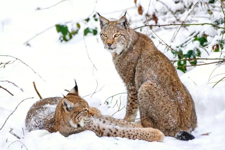 A stunning HD wallpaper featuring two lynxes resting in a snowy landscape, showcasing their beautiful fur and expressive eyes amidst a serene winter setting.