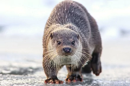 HD PC desktop wallpaper background: close-up of an otter (animal) walking on wet sand, face and whiskers in sharp focus.