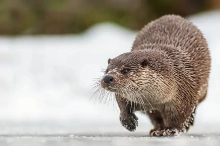 HD desktop wallpaper featuring a close-up of an otter walking on a snowy surface with a blurred natural background.