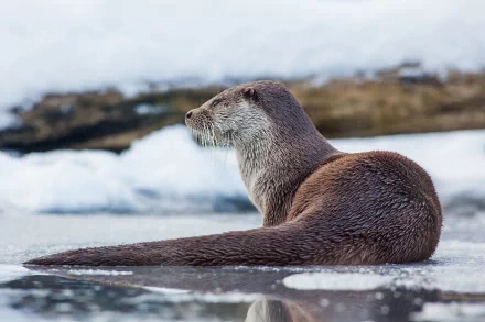 Animal otter HD Desktop Wallpaper | Background Image