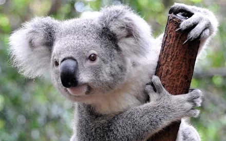 A close-up of a koala clinging to a tree branch, showcasing its fluffy gray fur and distinctive features, set against a natural green background. HD desktop wallpaper.