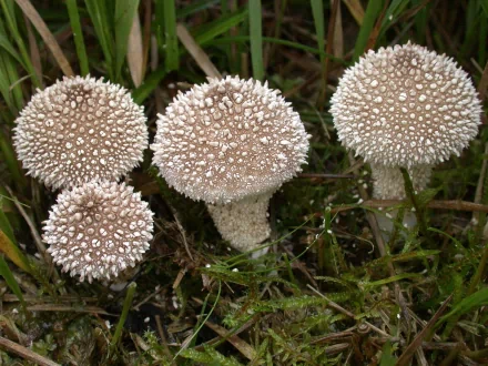 HD PC desktop wallpaper featuring a close-up of four spiky, white mushrooms growing amidst green grass and foliage in a natural setting.