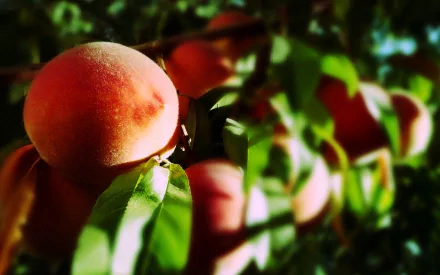 HD PC desktop wallpaper and background showing a sunlit close-up of ripe peaches on a leafy tree, fuzzy fruit and glossy green leaves — food, peach