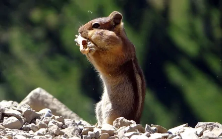 Animal chipmunk HD Desktop Wallpaper | Background Image