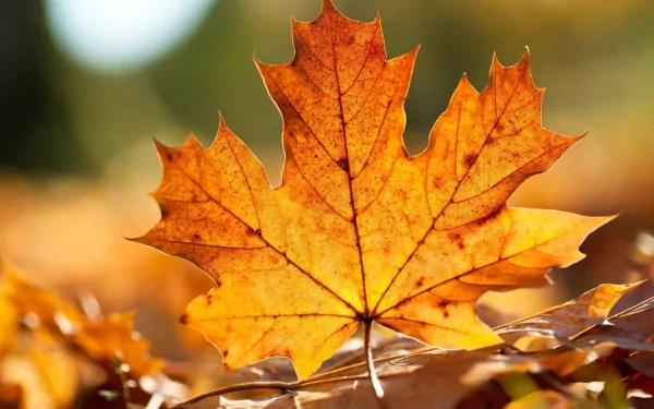 A vibrant orange maple leaf rests on a bed of fallen leaves, capturing the beauty of nature in a high-definition desktop wallpaper.
