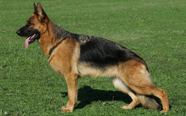 Animal German Shepherd Dogs HD Wallpaper | Background Image