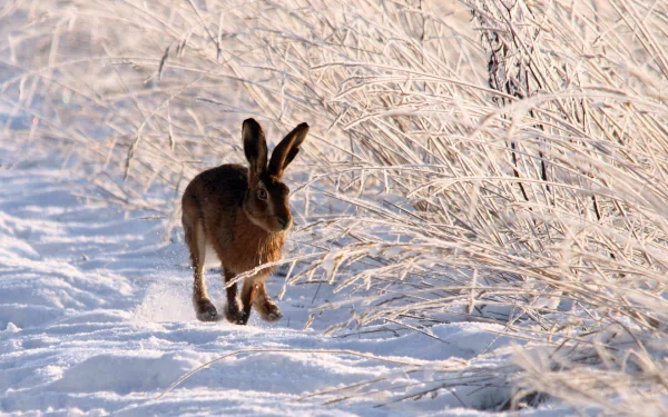 HD desktop wallpaper showing a hare walking through a snowy landscape beside frost-covered grasses.