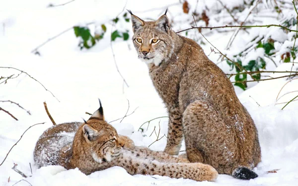 A stunning HD wallpaper featuring two lynxes resting in a snowy landscape, showcasing their beautiful fur and expressive eyes amidst a serene winter setting.