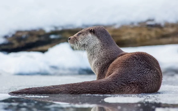 Animal otter HD Desktop Wallpaper | Background Image