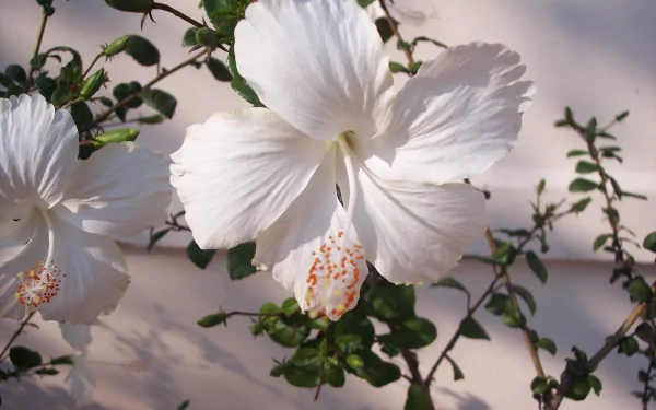 HD PC desktop wallpaper featuring a close-up of a white hibiscus flower surrounded by green leaves in a natural setting.