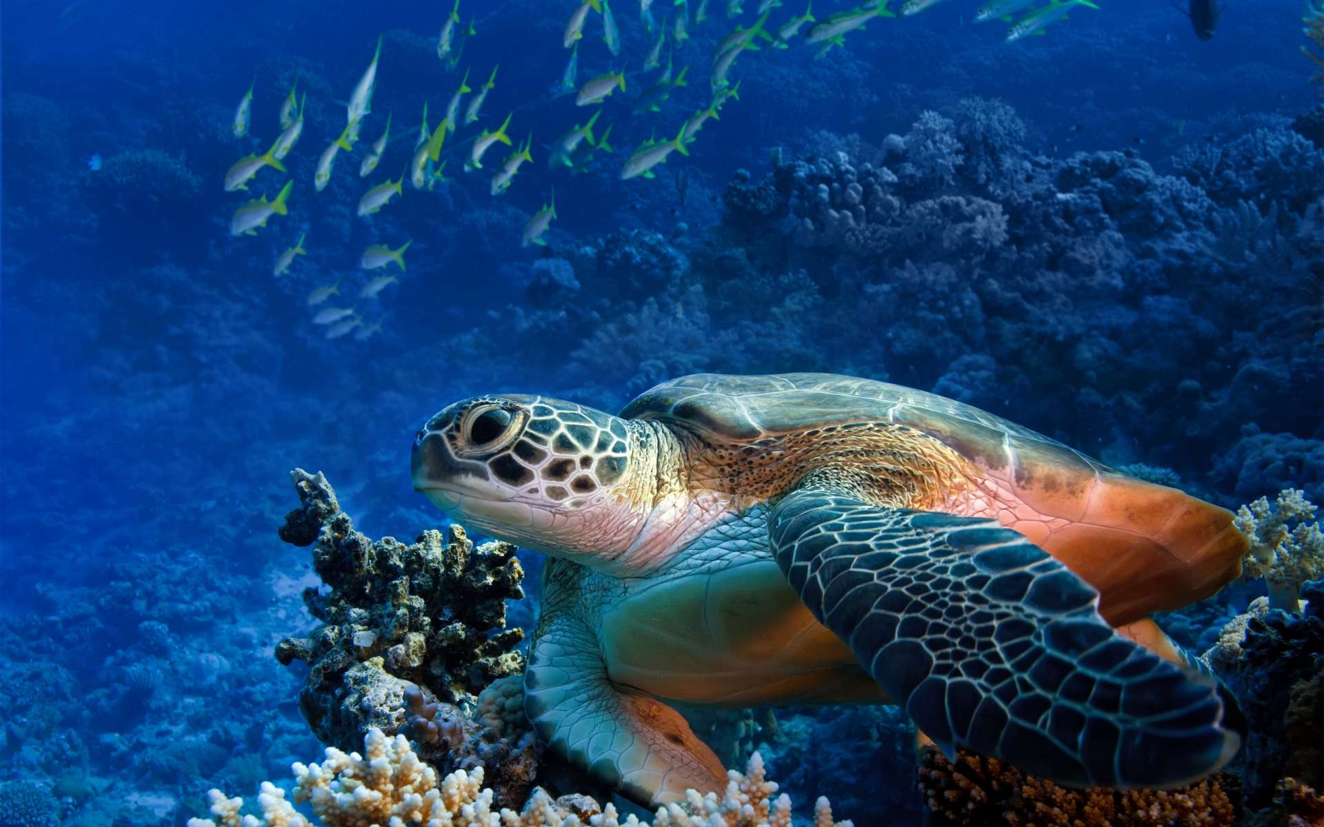 HD Wallpaper Of A Graceful Sea Turtle In Vibrant Waters HD Wallpaper Of A Graceful Sea Turtle In Vibrant Waters