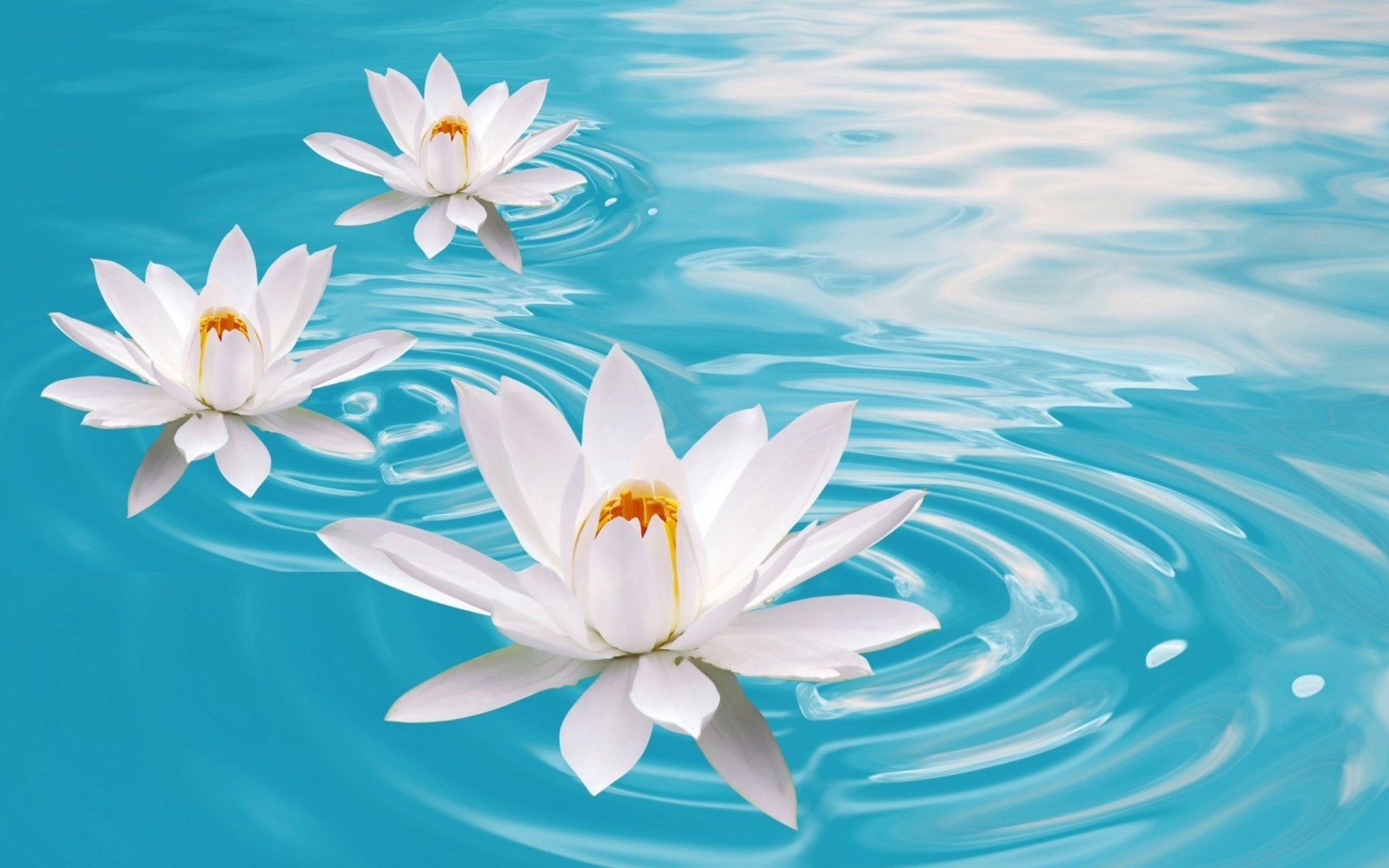 A serene HD desktop wallpaper featuring three elegant white flowers floating on tranquil blue water, with gentle ripples enhancing the artistic composition.