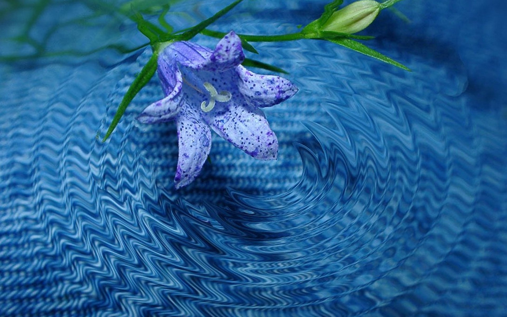 Лилия голубая Лагуна