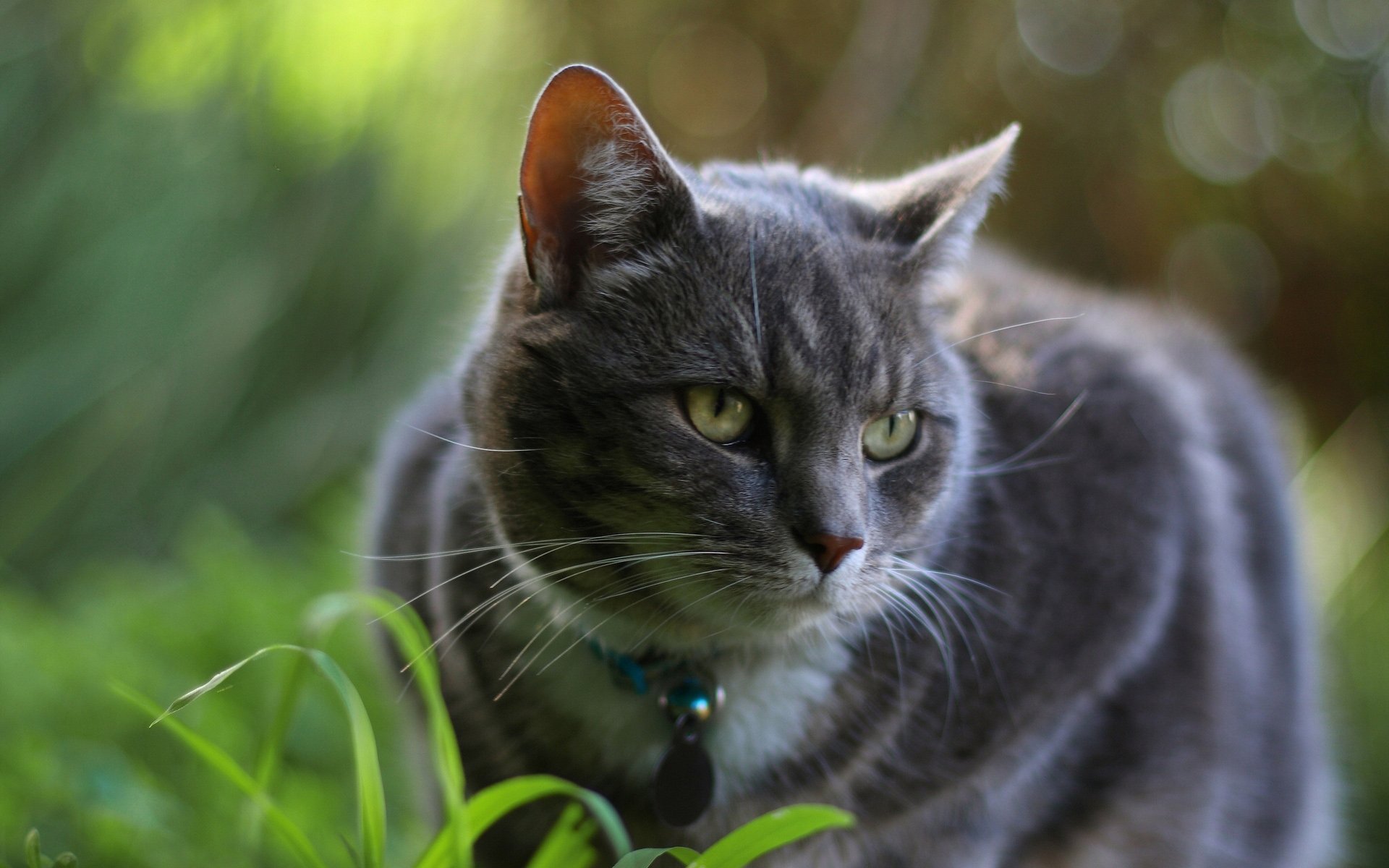 Download Animal Cat HD Wallpaper