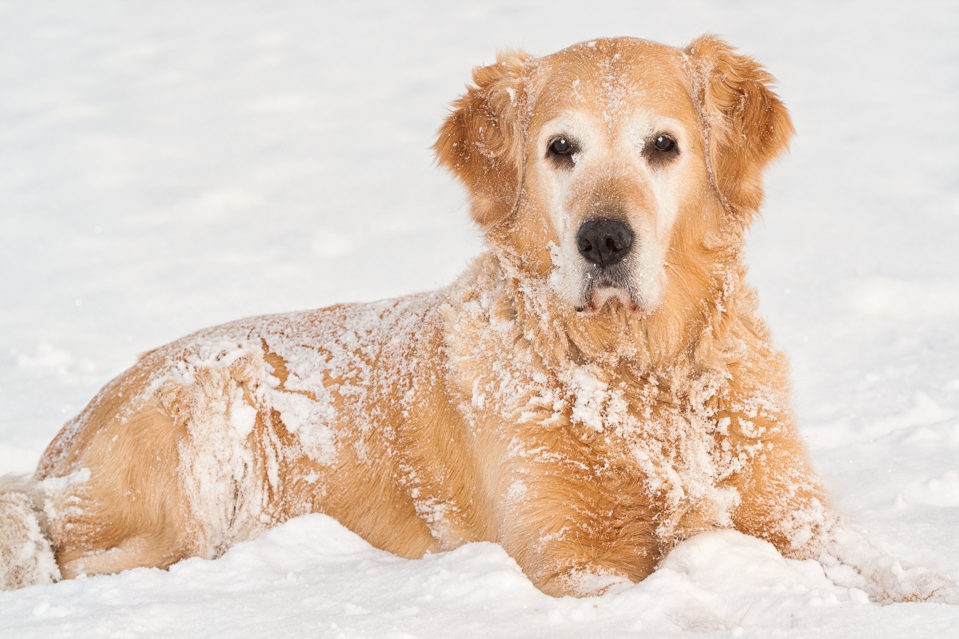 Golden retriever covered in snow lying on a snowy ground, captured in sharp detail for a 4K Ultra HD PC desktop wallpaper.