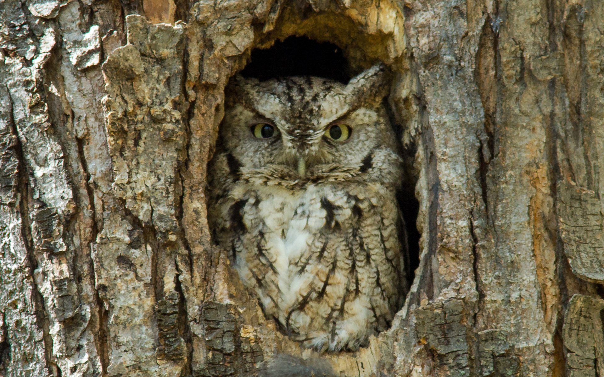 HD PC desktop wallpaper featuring a great horned owl camouflaged inside a tree hollow, showcasing detailed textures of both the bird and the bark.