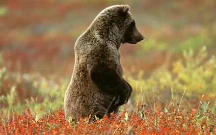 Alaska denali national park grizzly bear Animal HD Desktop Wallpaper | Background Image
