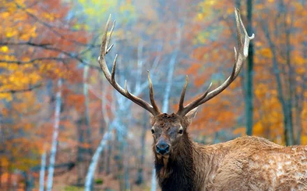 HD desktop wallpaper featuring a majestic elk with large antlers against a vibrant autumn forest backdrop.