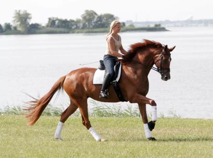 photography horse riding HD Desktop Wallpaper | Background Image