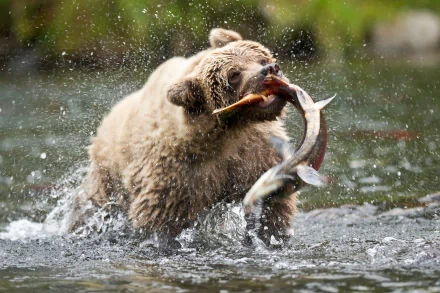 Alaska Animal bear HD Desktop Wallpaper | Background Image