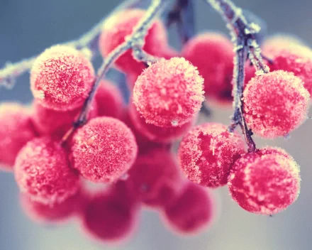 Close-up HD desktop wallpaper of frosted red berries covered in delicate ice crystals, highlighting their vibrant color and texture against a soft background.