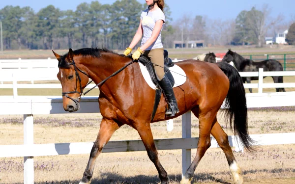 photography horse riding HD Desktop Wallpaper | Background Image