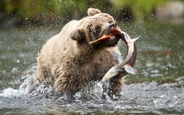 Animal Bear Bears Alaska HD Wallpaper | Background Image